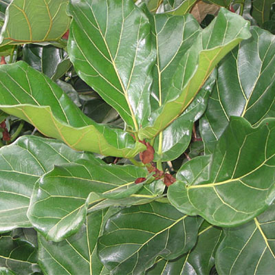 فیکوس لیراتا